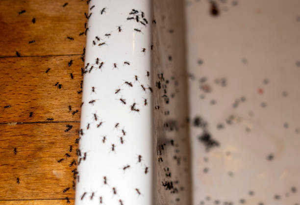 Best Cockroach Control Services  in Monterey, TN